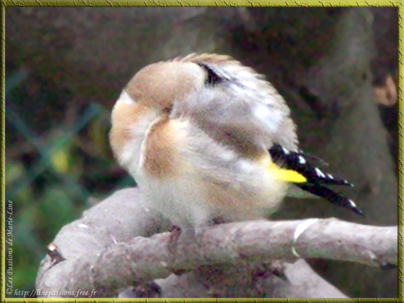 Chardonneret-Sieste